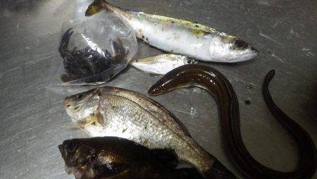 夜の五目釣り？